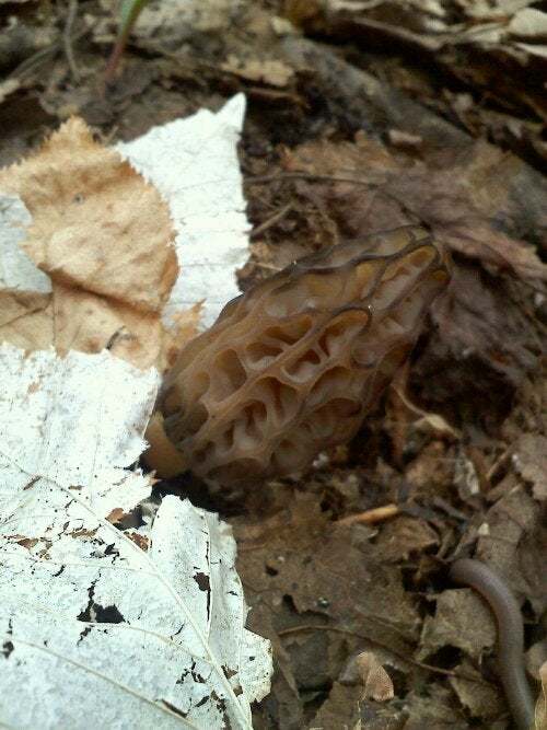 first morel of the year
