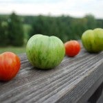 Farm Tomatoes