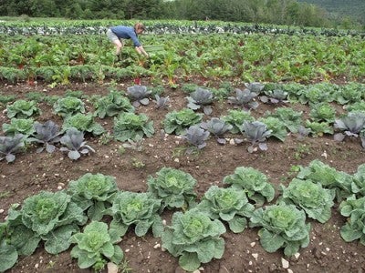 Vegetable Farm Picture