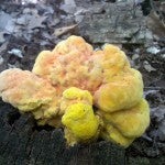 Young Sulfur shelf