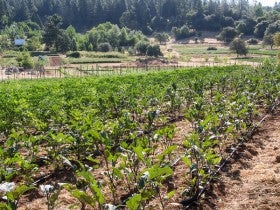 Northern california organic farms job