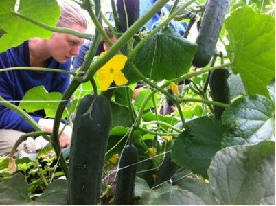 Urban Farming in New York