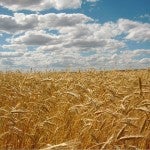 Montana Grain Farm
