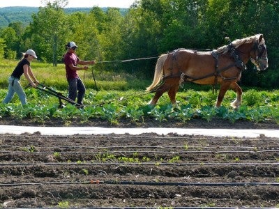 Maine Organic Farm Horses