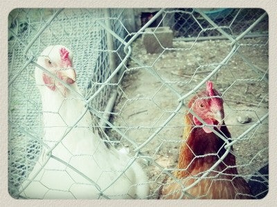 Picture of Chickens
