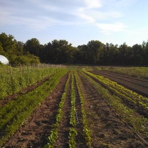 Common Ground Farm Field