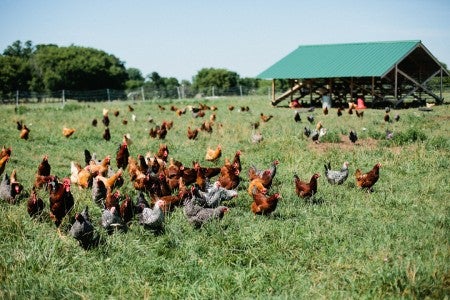 Free Range Chickens on the Farm