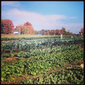 West Virginia Farm Field