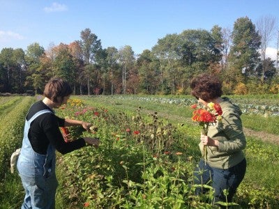 Picking Flowers on the Farm