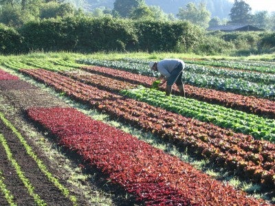 Growing Organic Greens