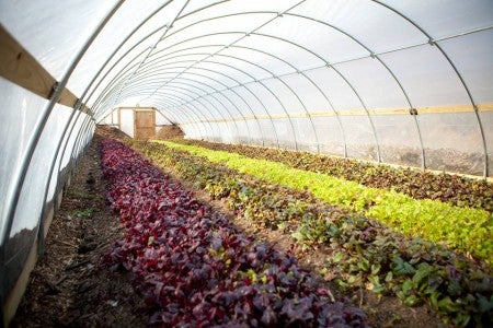 commercial urban agriculture
