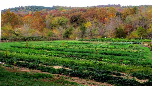 Fall Vegetable Field