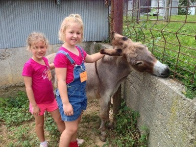 Kids Playing with a Donkey on the Farm