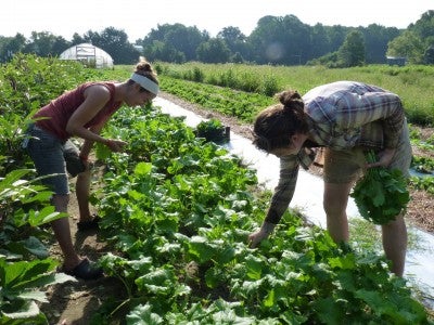 People Working on the Farm