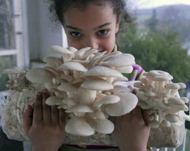 Oyster Mushroom Production