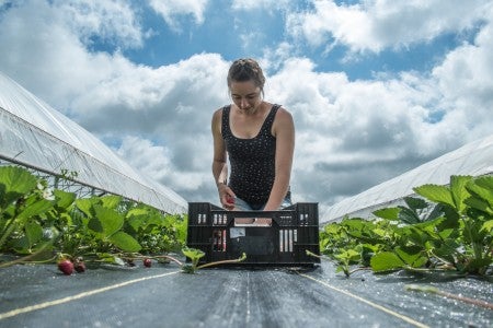 Planting Strawberries on Organic Farm