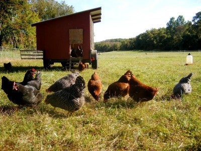 Pasture Chickens Coop