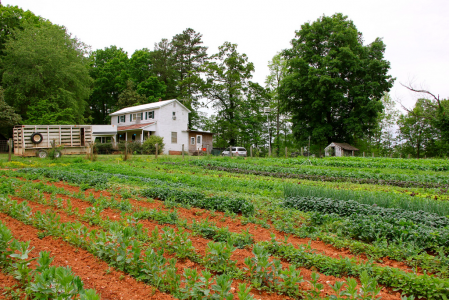 North Carolina vegetable farm