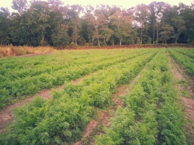 Carrots Growing in the Field