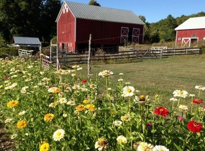 Barn and Flowers