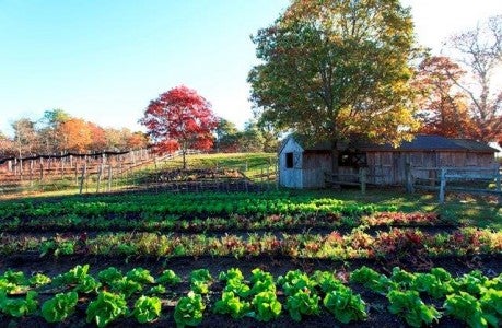 Organic Farm Field