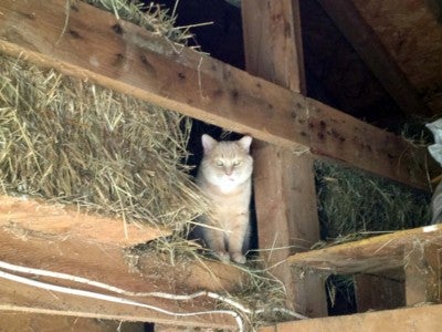 Photo: Feral Cat Focus