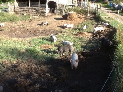 Tennessee Farm Pigs