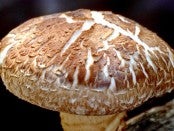 Mushroom Production Course