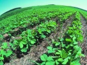 organic crop insurance