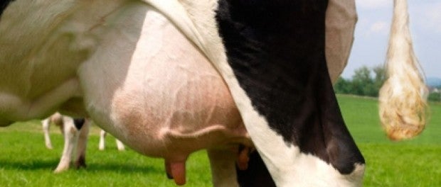 Dairy Cow Udder by DSM
