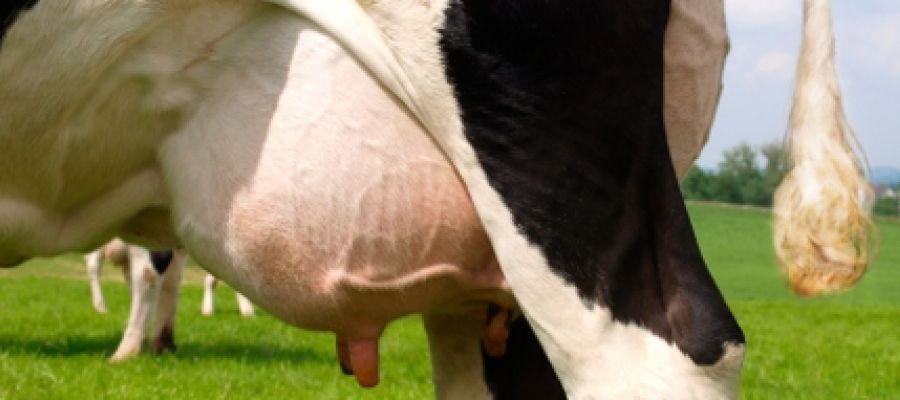 Dairy Cow Udder by DSM