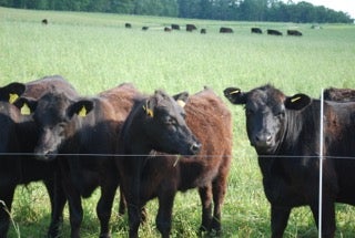 Grassfed Beef Herd Manager Job