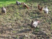 Chickens in the Garden by Barefoot Kentucky Mama