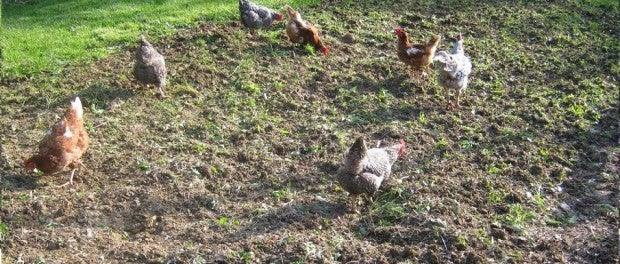 Chickens in the Garden by Barefoot Kentucky Mama