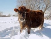 Cow Photo by WPR