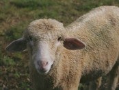 Rambouillet Sheep by Appalatch