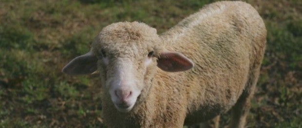 Rambouillet Sheep by Appalatch