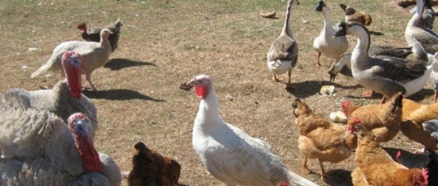 Barnyard Fowl by Backyard Chickens