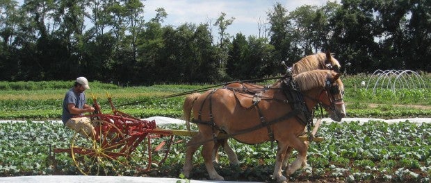 Apprenticeship at Horse Powered Vegetable Farm