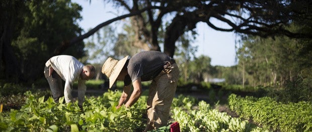 Farm Manager Job in Georgia