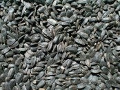 Black Oil Sunflower Seeds by PRD Seed