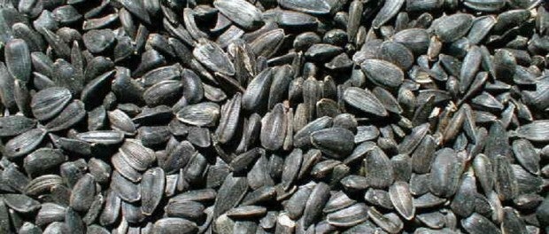 Black Oil Sunflower Seeds by PRD Seed