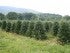 Christmas Tree Farming by High Country Christmas Trees