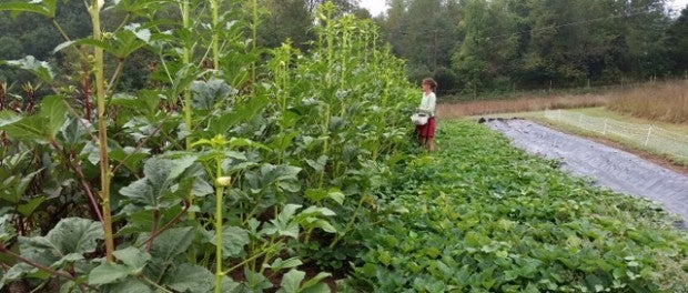 Sustainable Crop and Livestock Farm