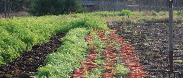 Organic and Vegetable Farming Webinars