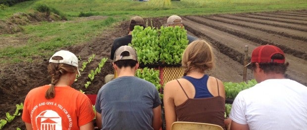 Farm Photo Formed Beds