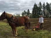 Horse Farming in Oregon