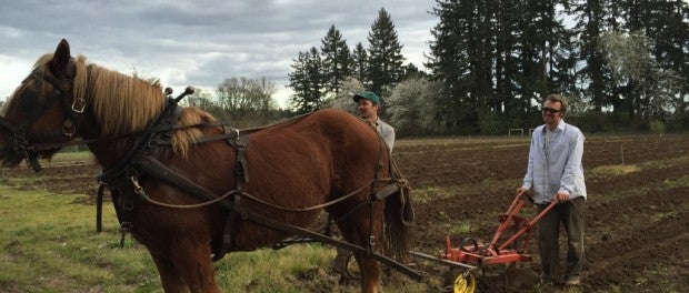 Horse Farming in Oregon