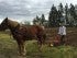 Horse Farming in Oregon