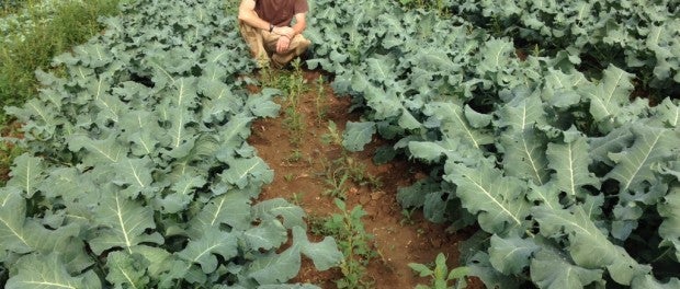 giant kale